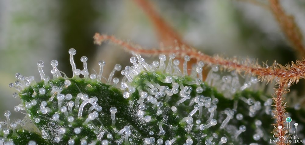 High Plainz Strains & Dispensary photo 5