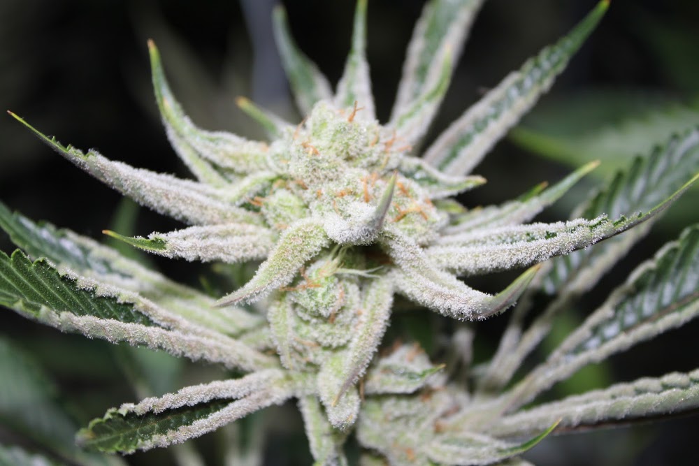 High Plainz Strains Ii photo 2
