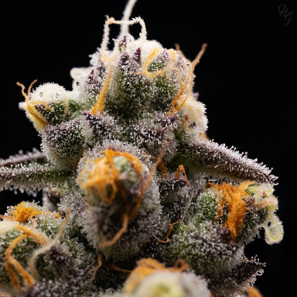 Higher Grade photo 2