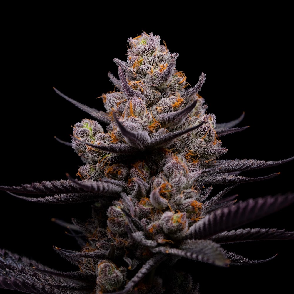 Higher Grade photo 2