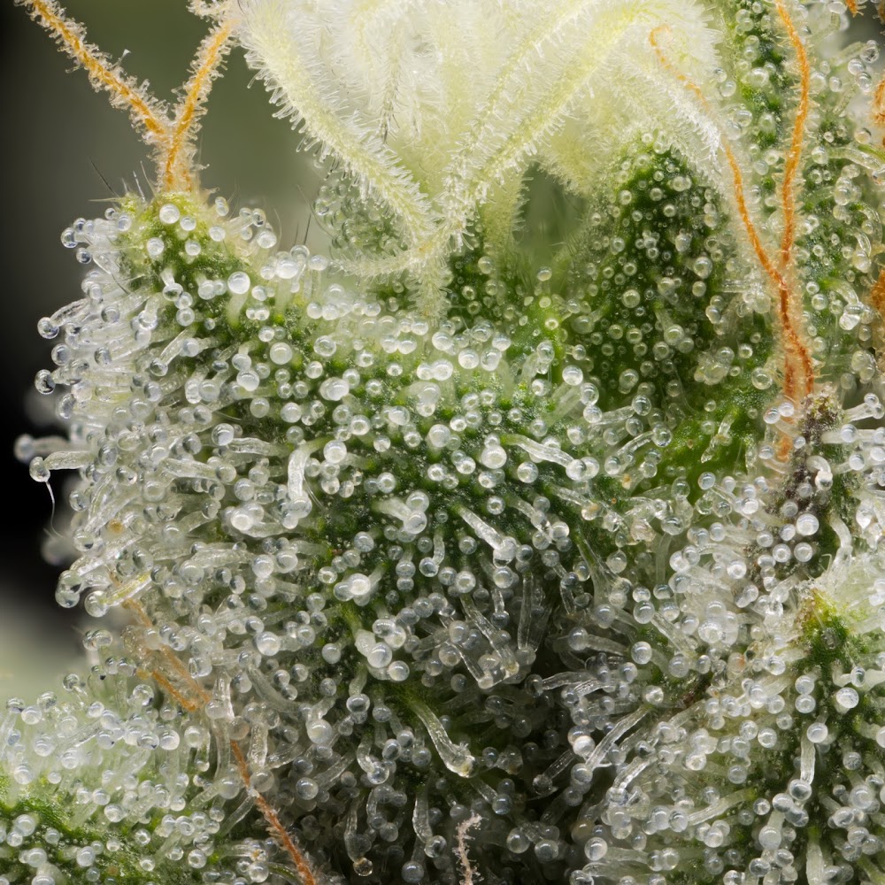 Higher Grade photo 4