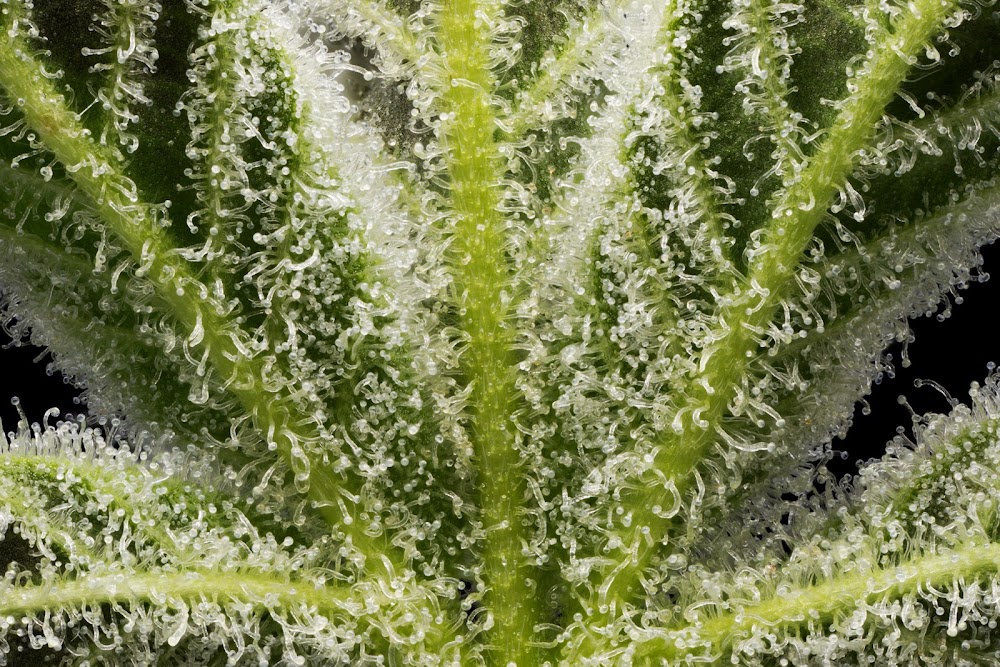 Higher Grade photo 8