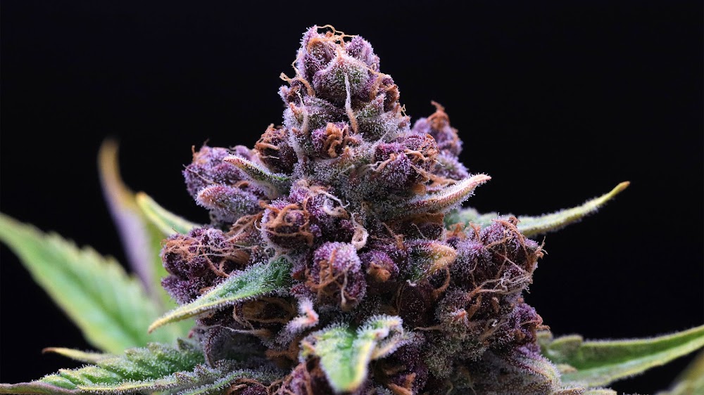 Higher Grade photo 2