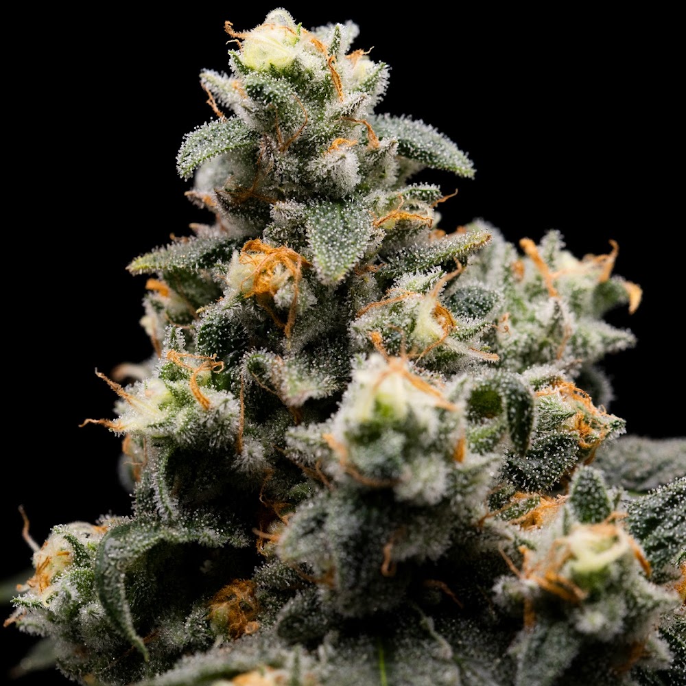 Higher Grade photo 8