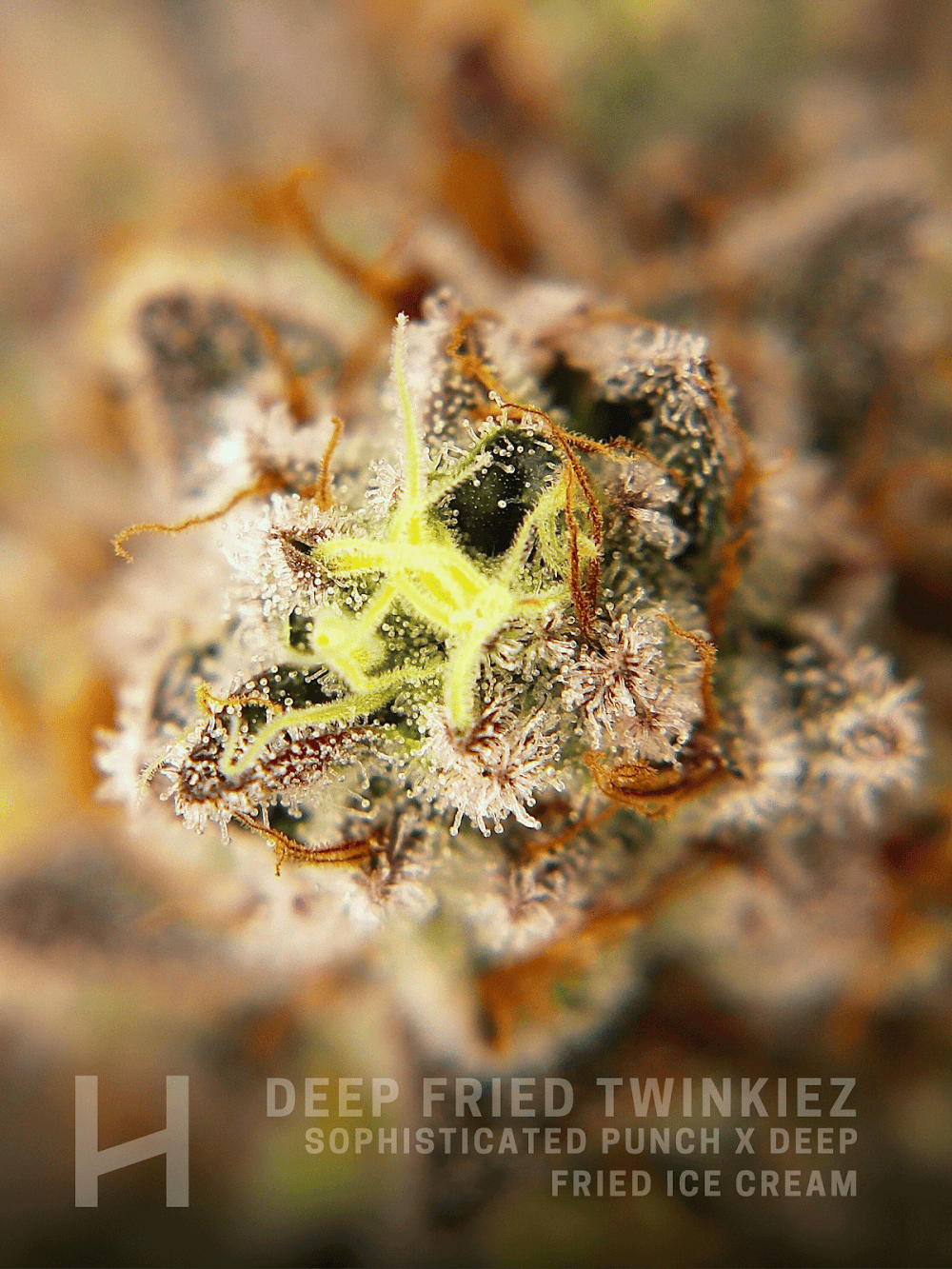 Highly Cannaco Retail #6 photo 7