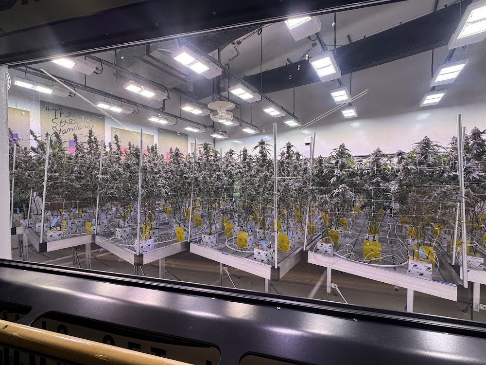 Hikei Cannabis photo 8