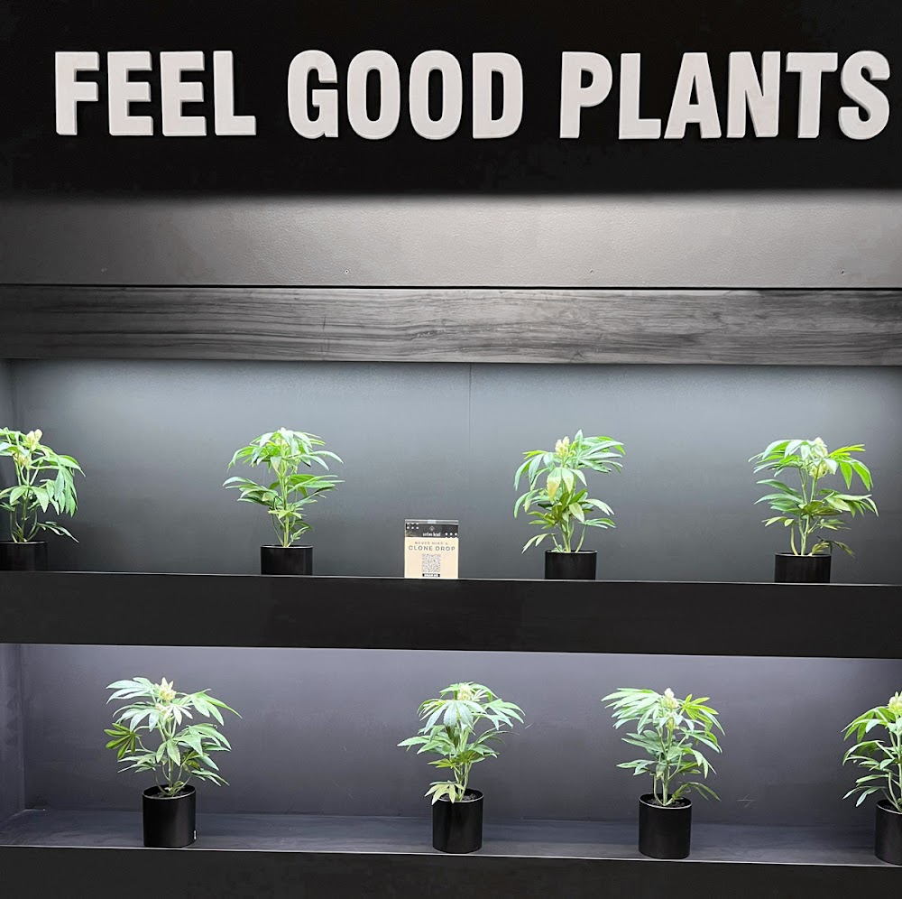 Hikei Cannabis photo 5