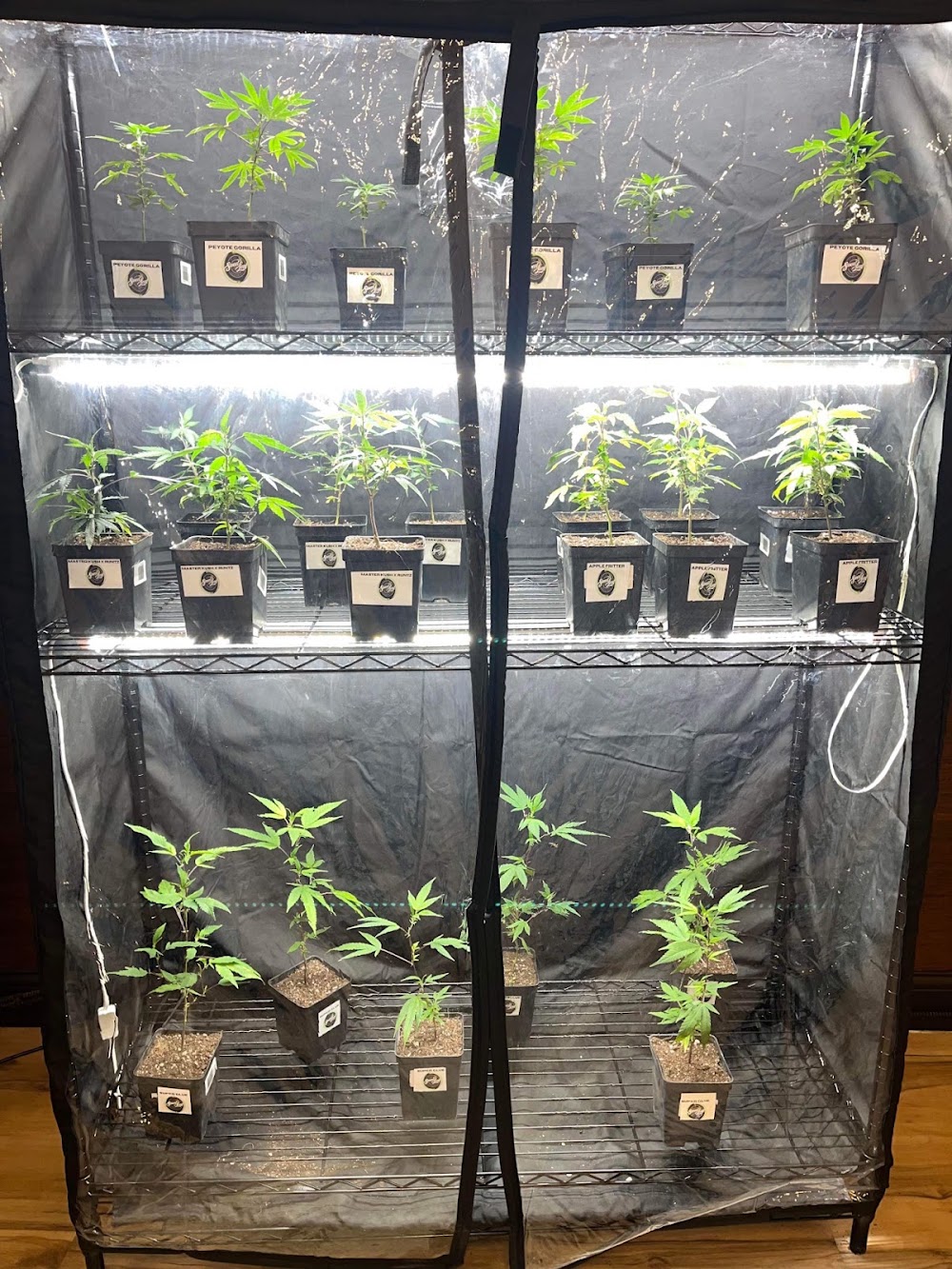 Horizon Cannabis CO. photo 3