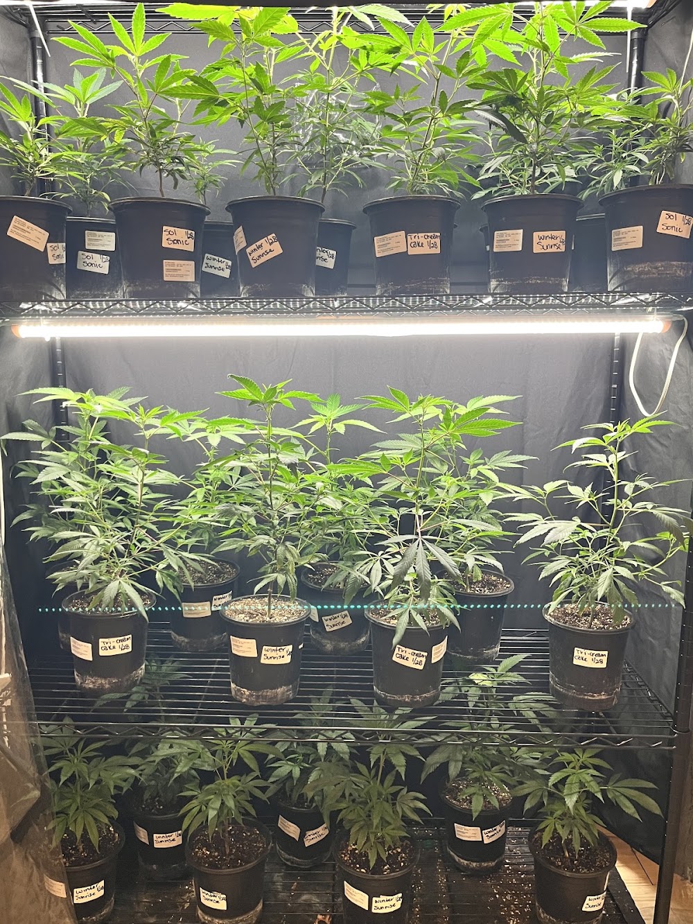 Horizon Cannabis CO. photo 5
