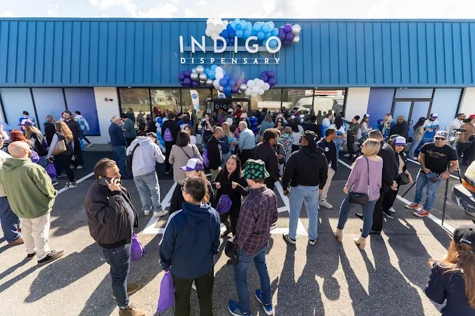 Indigo photo 1