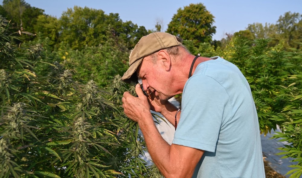 Innocence Cannabis photo 1