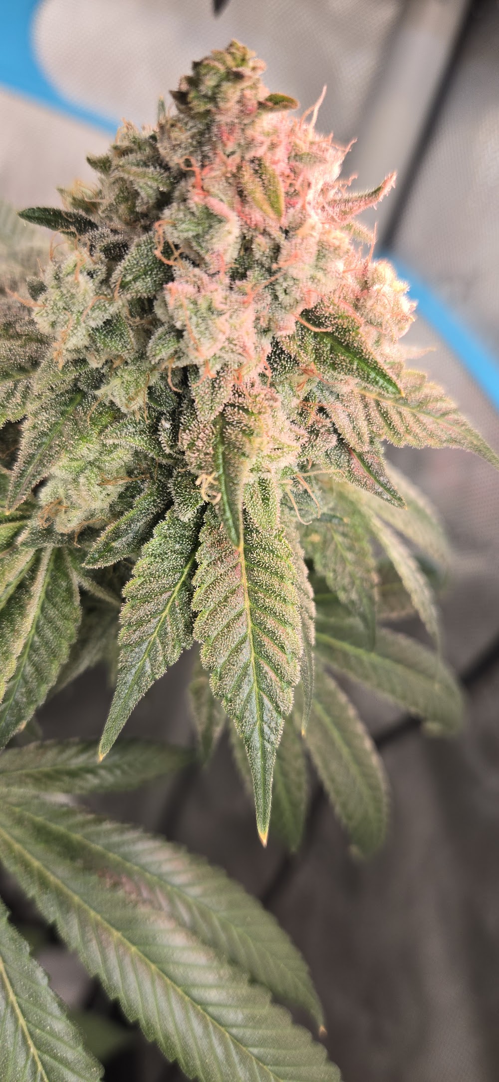 Innocence Cannabis photo 3
