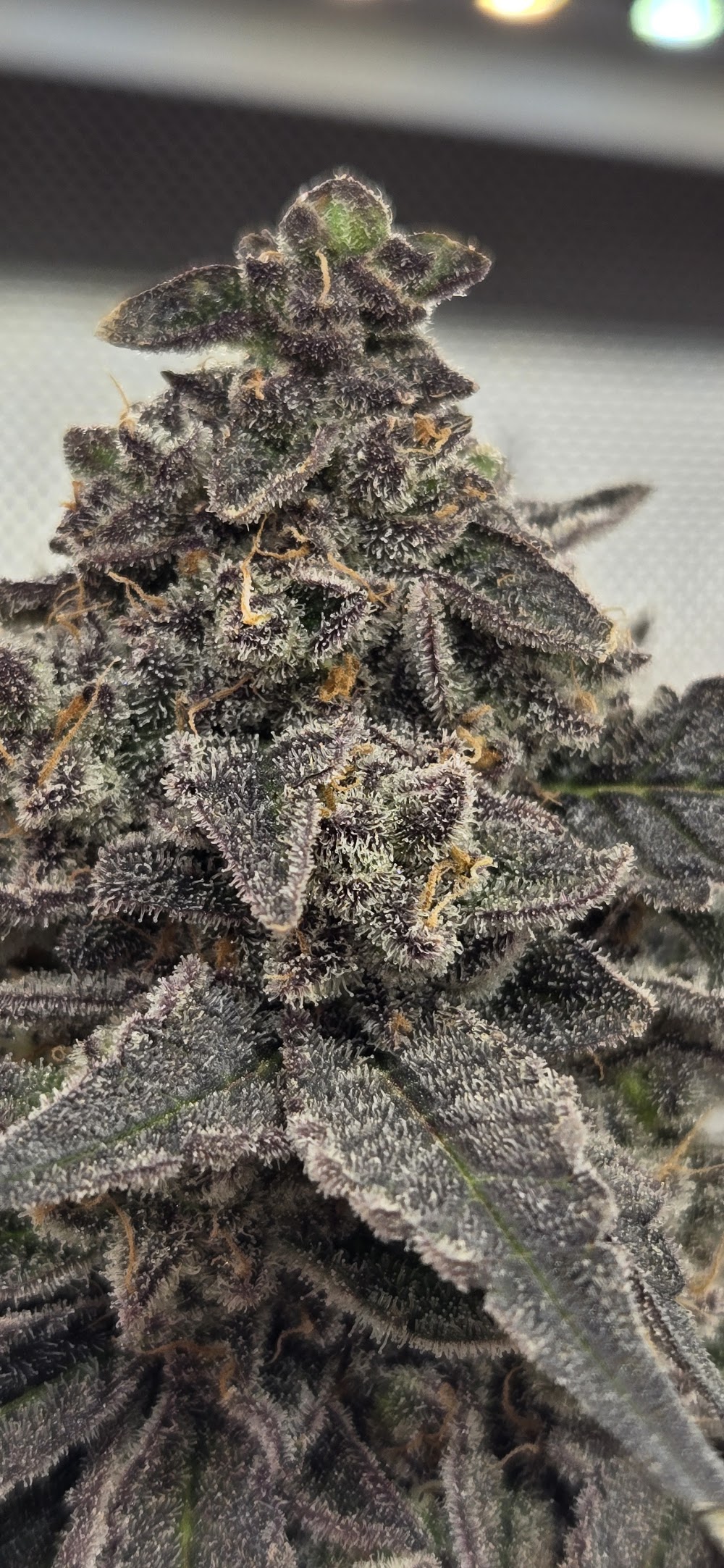 Innocence Cannabis photo 4