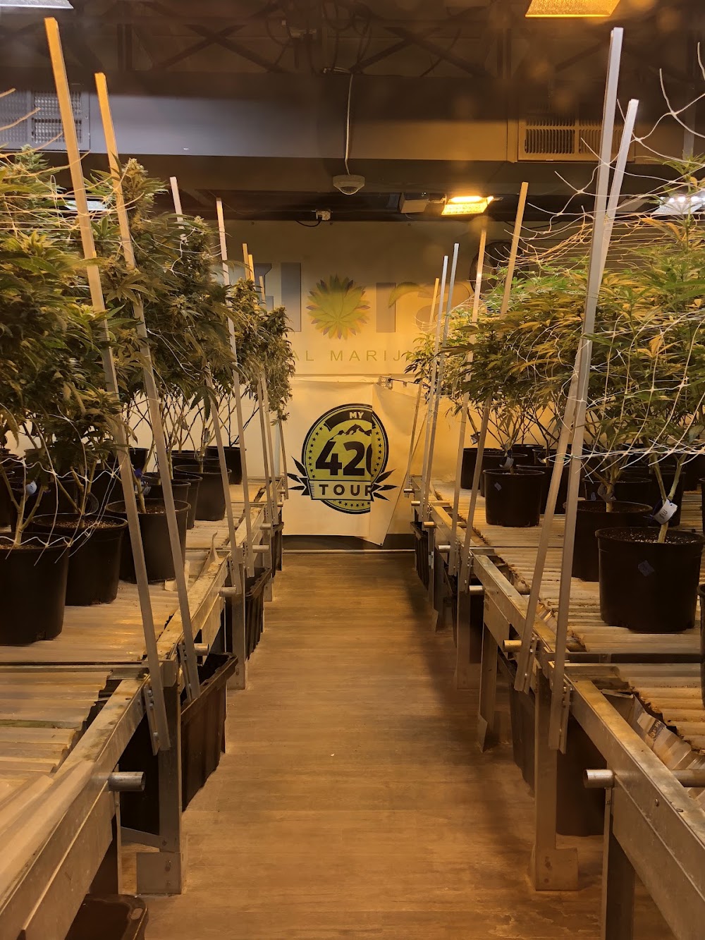 Jars Cannabis photo 2