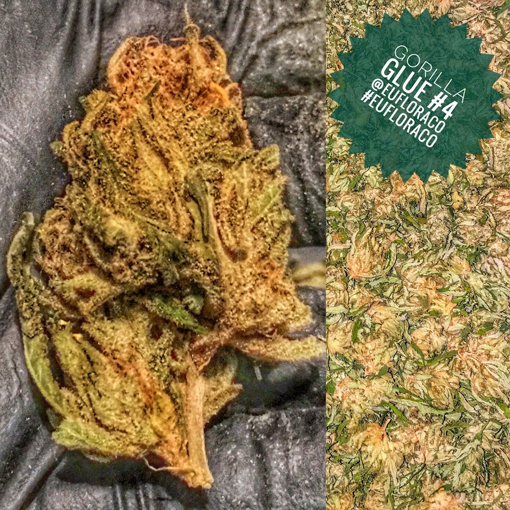 Jars Cannabis photo 4