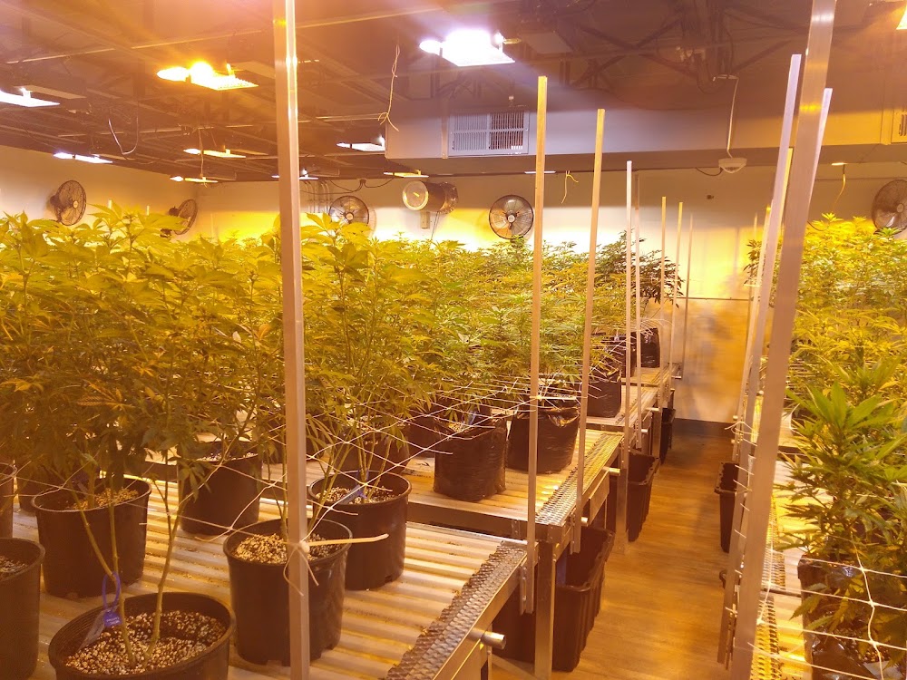Jars Cannabis photo 7