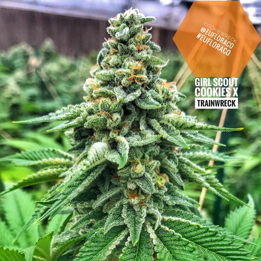 Jars Cannabis photo 8