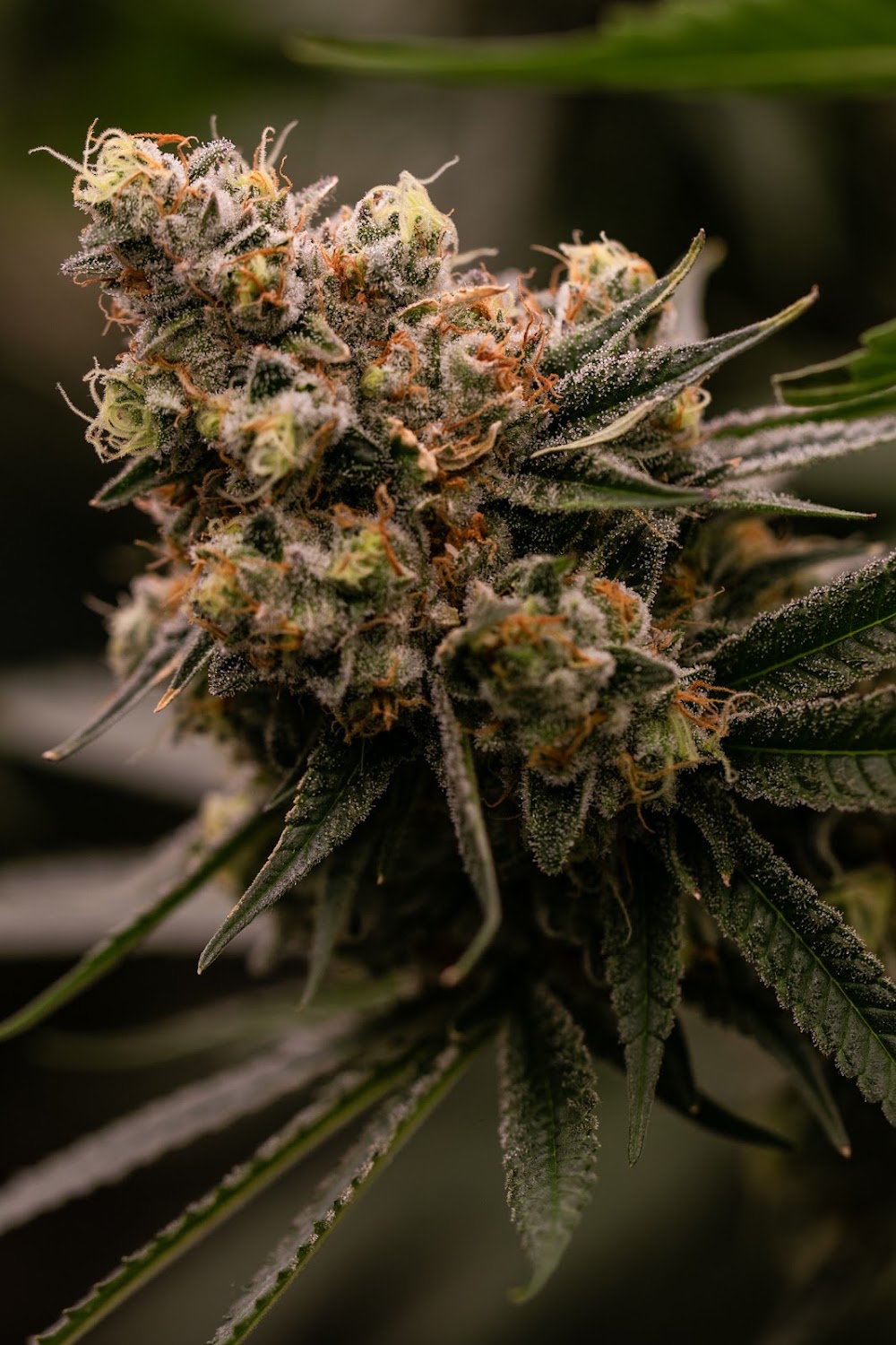 Kaya Cannabis photo 5