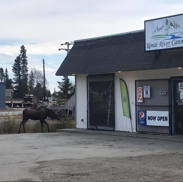 Kenai River Cannabis photo 4