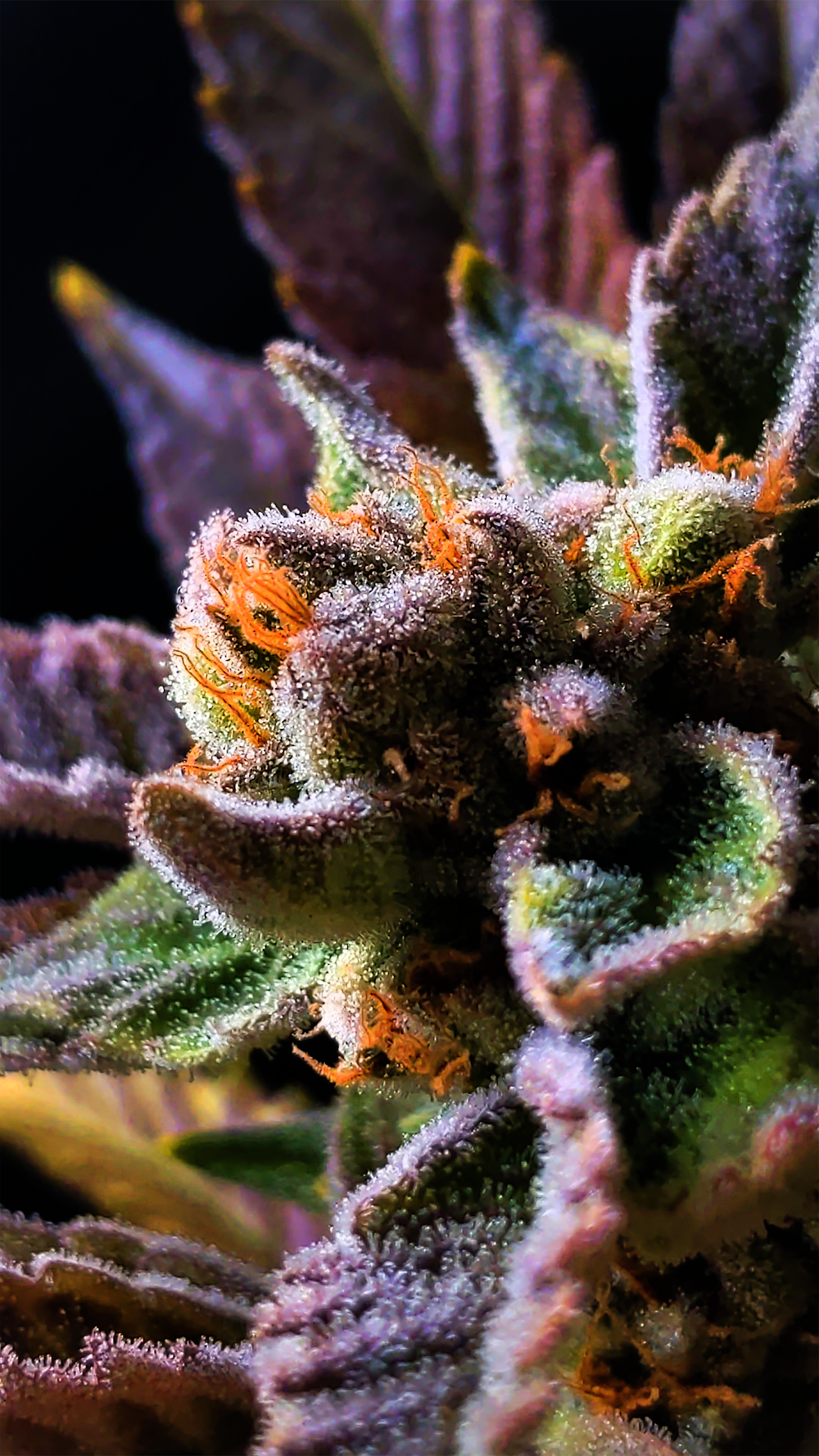 Kure Cannabis - Downtown photo 7