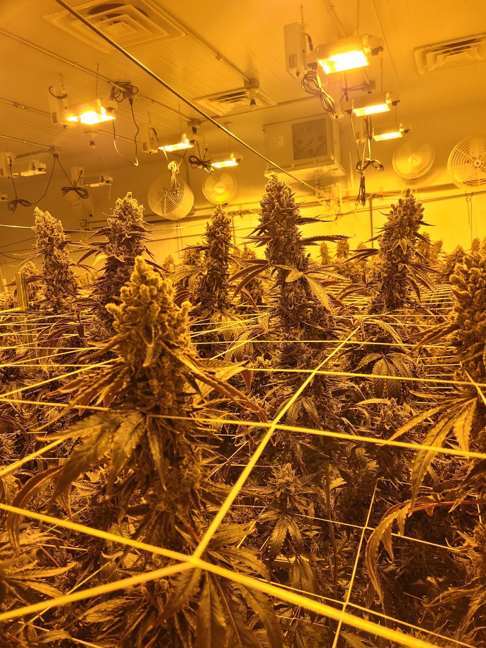 Kush Alley photo 4