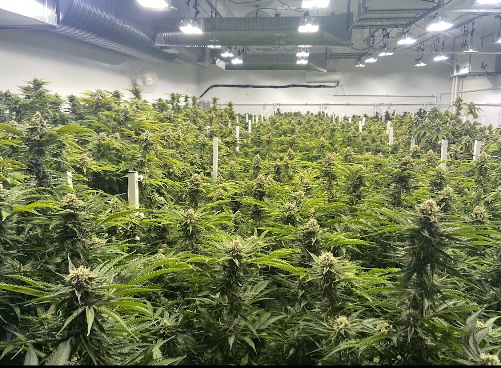 Landrace Cannabis CO. photo 1