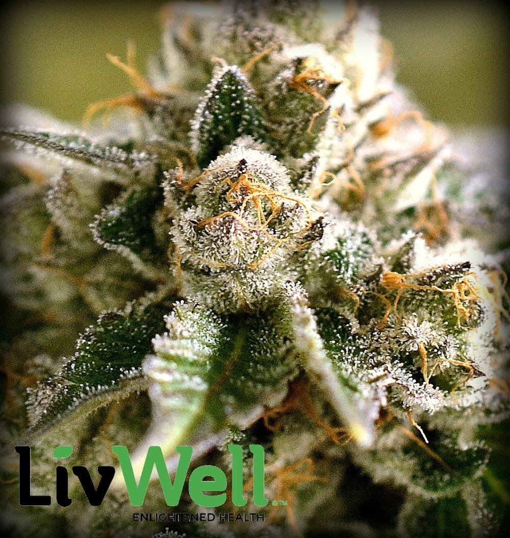 Livwell photo 3