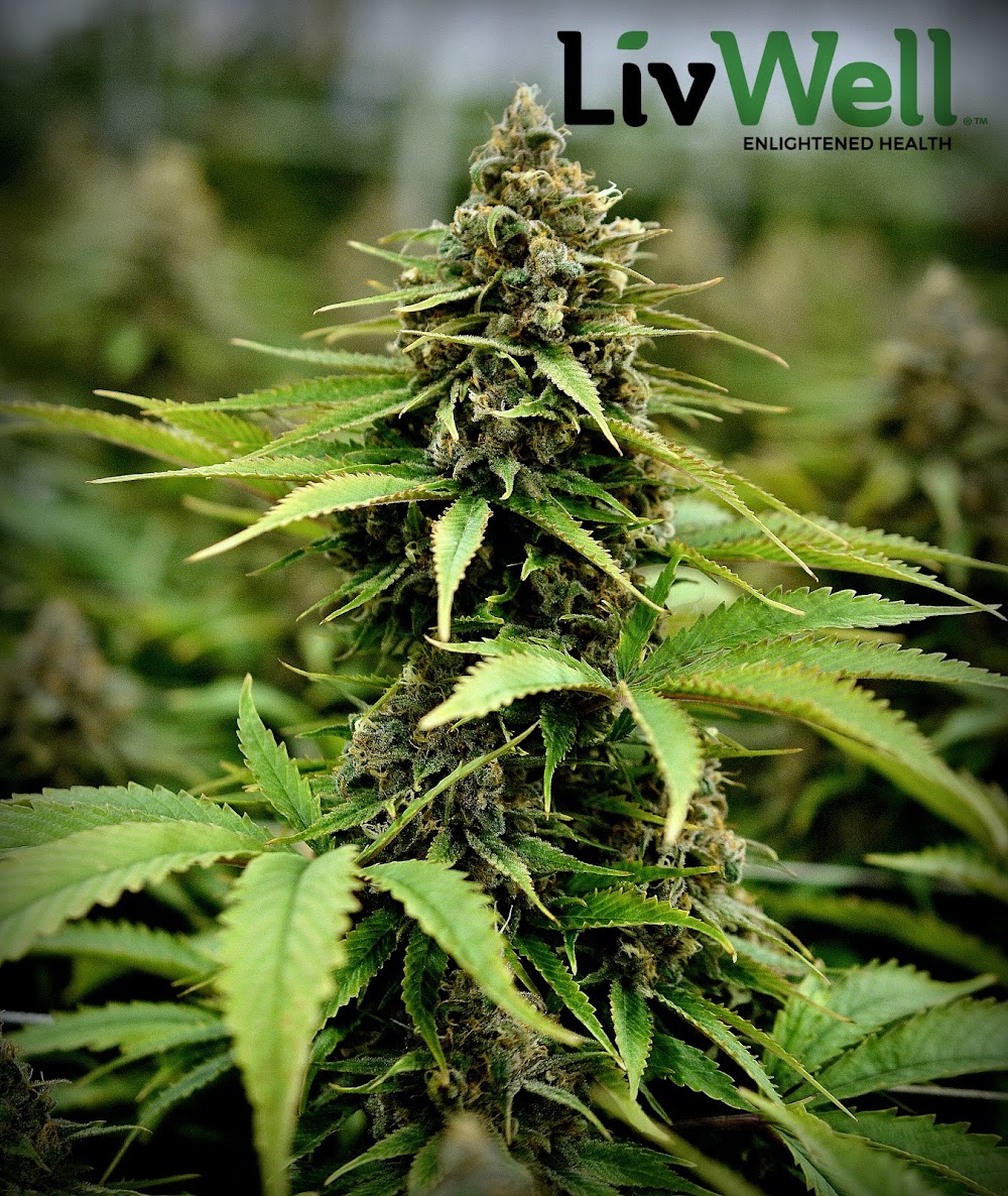 Livwell photo 6