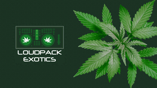 Loudpack Exotics photo 2