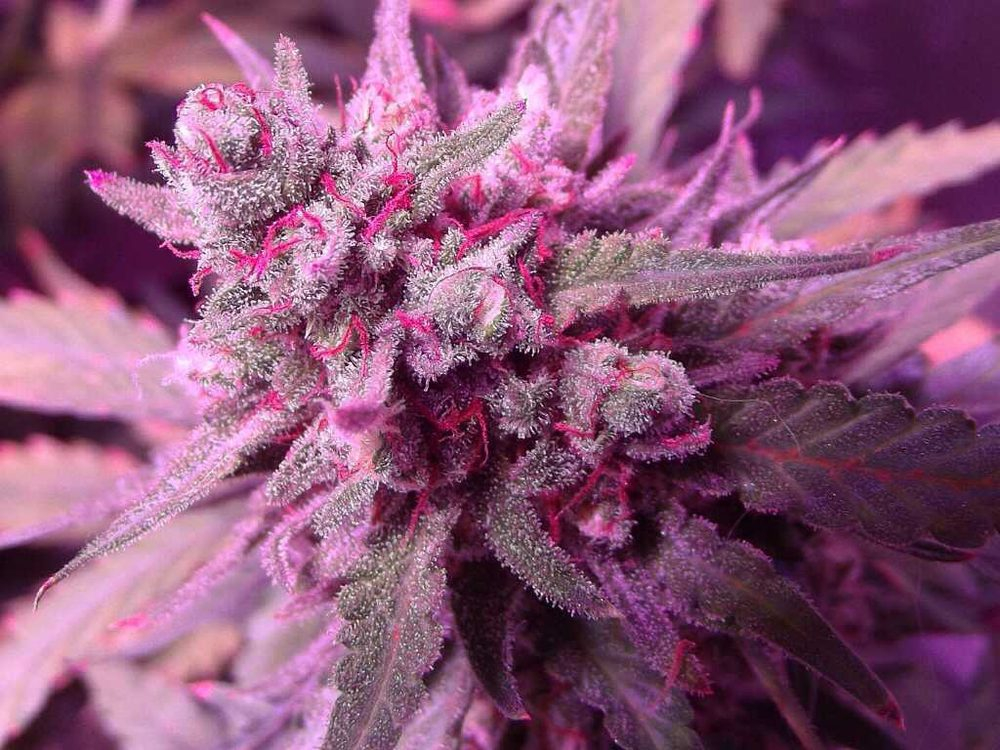 Lova Aurora photo 6