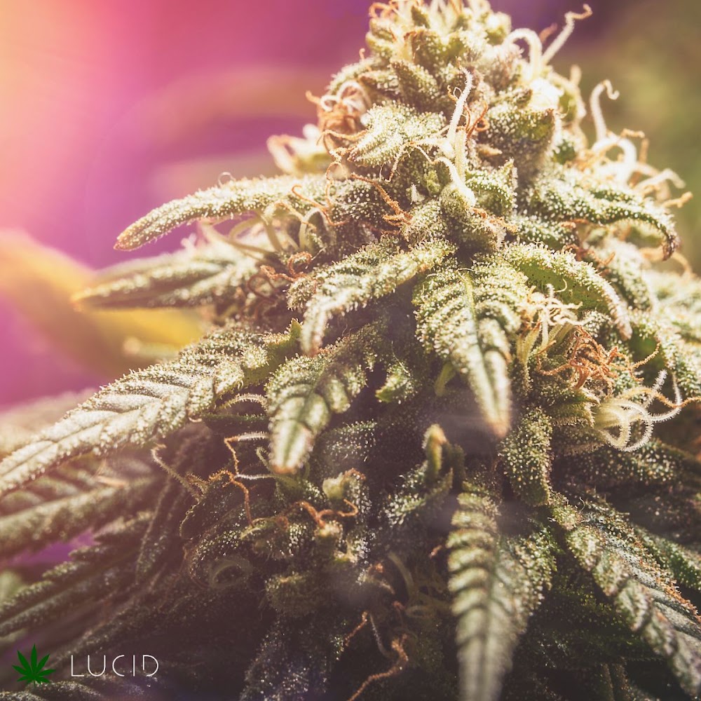 Lucid - Winnemucca photo 3