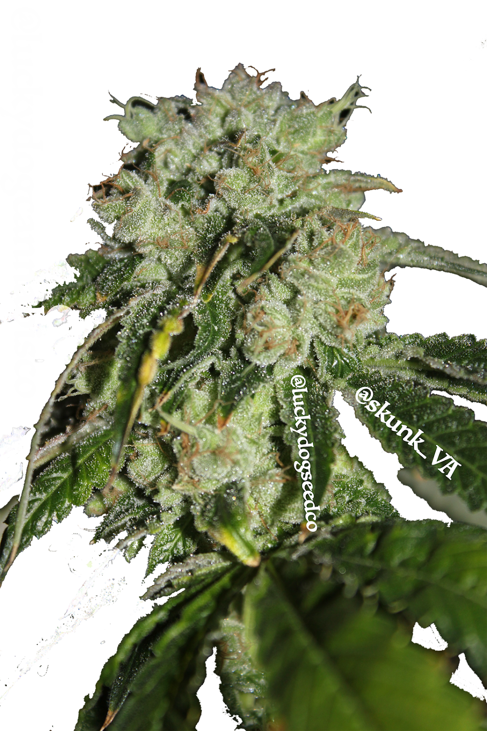 Lucky Dog Cannabis photo 7