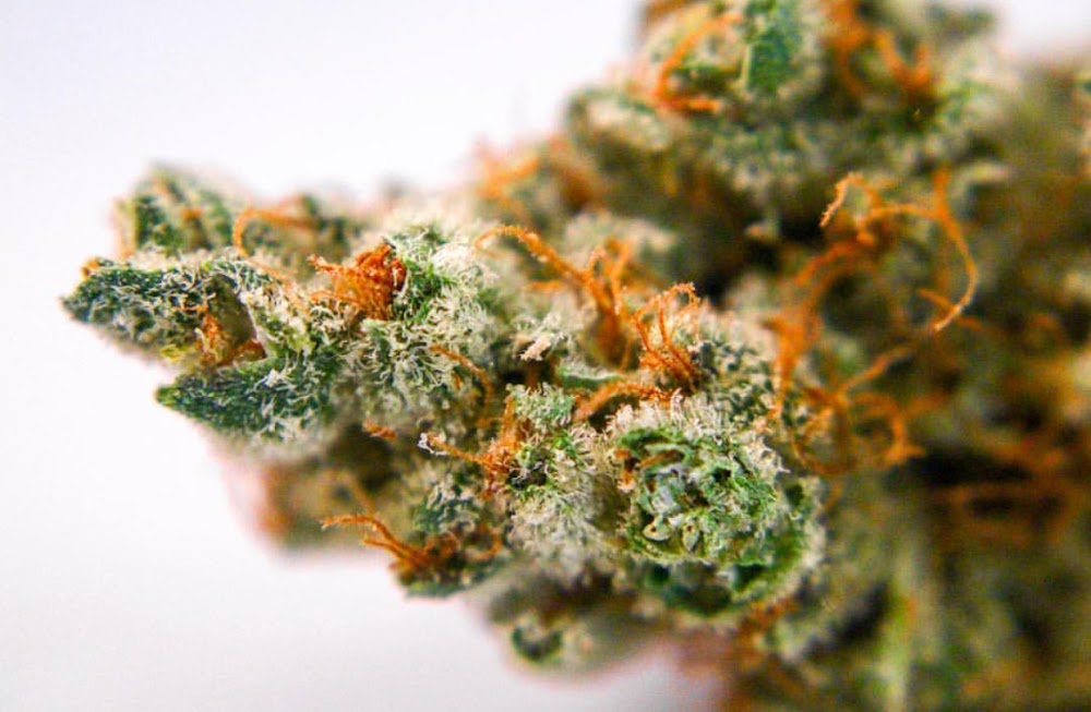 Madrone Cannabis Club photo 5