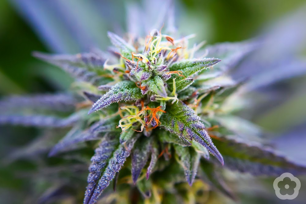 Madrone Cannabis Club photo 8