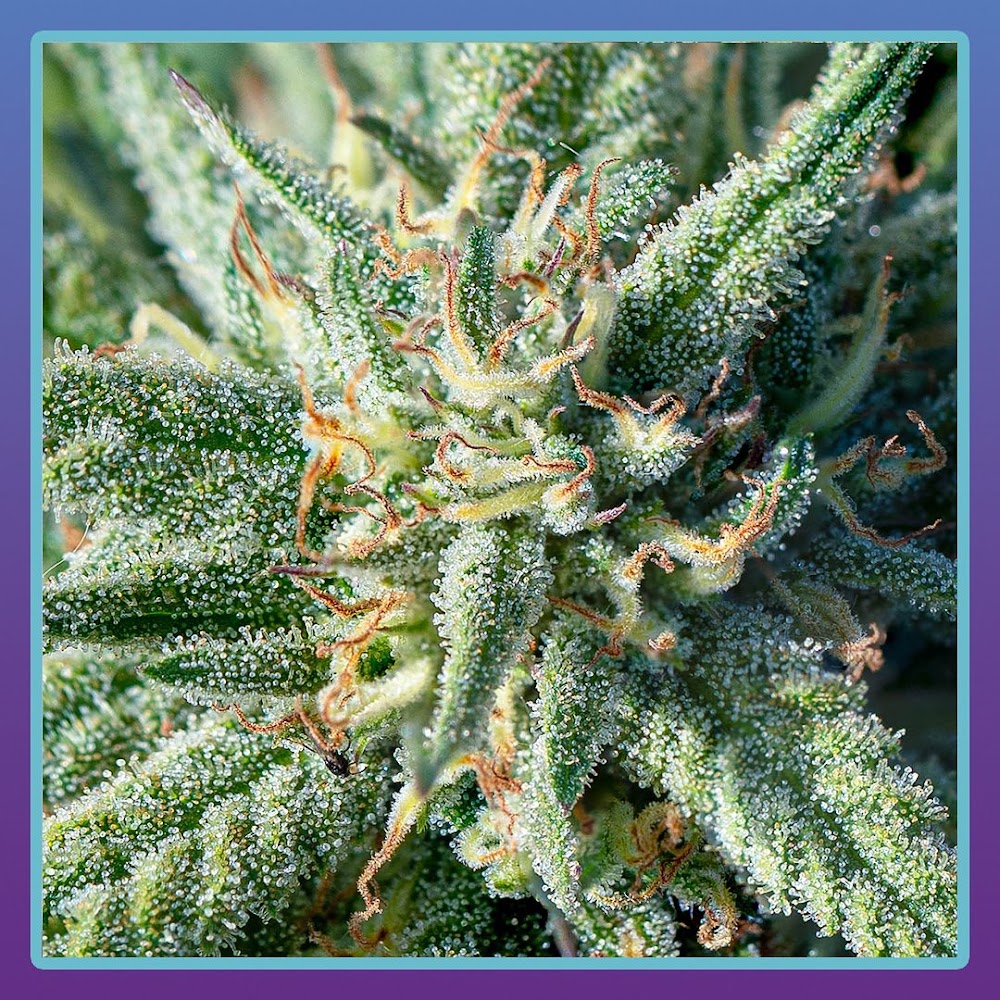 Magnolia Road Cannabis CO. photo 3