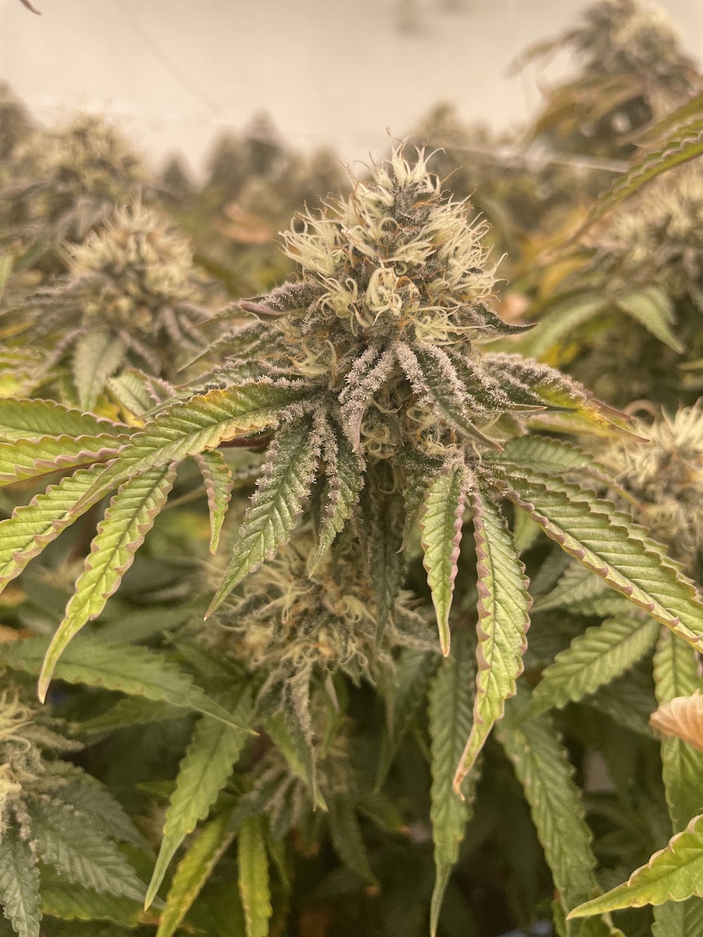 Main Street Cannabis photo 6
