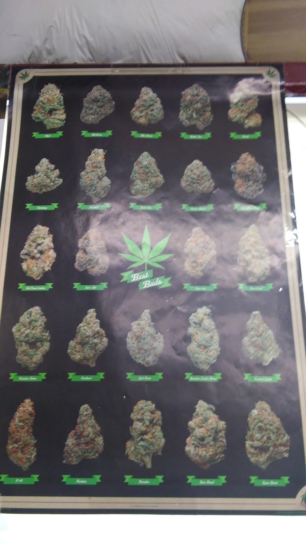 Margies's Pot Shop photo 5