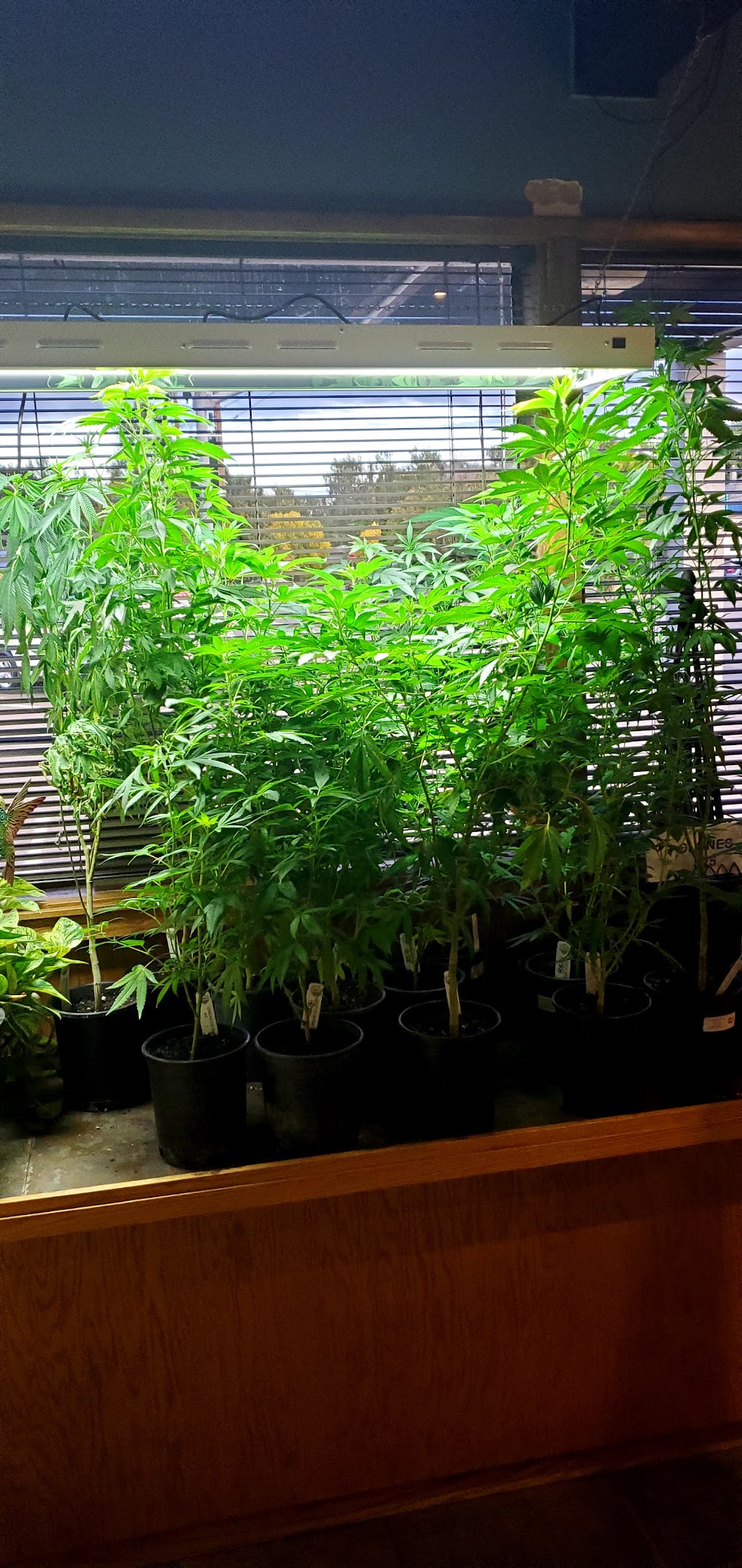 Marie Janes Cannabis Connection photo 6