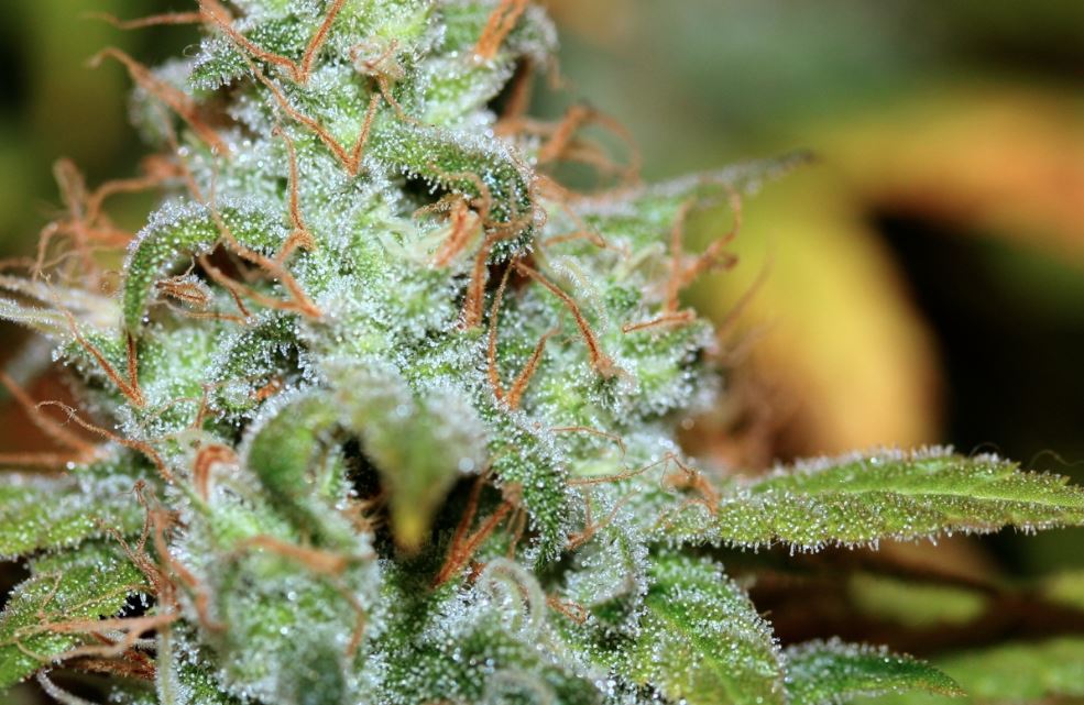 Markt., 10dollarbuds photo 6