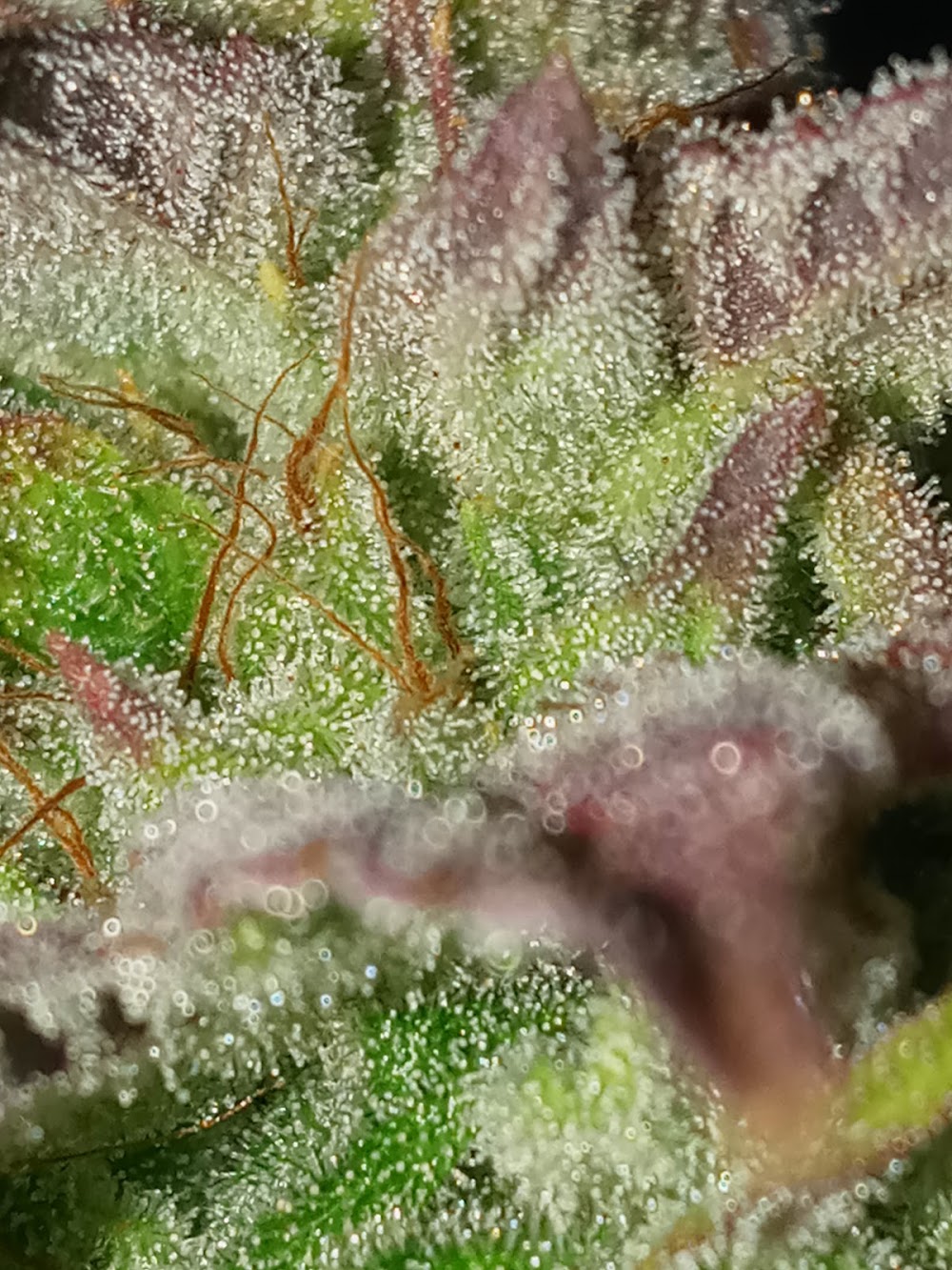 Mary Jane's photo 7