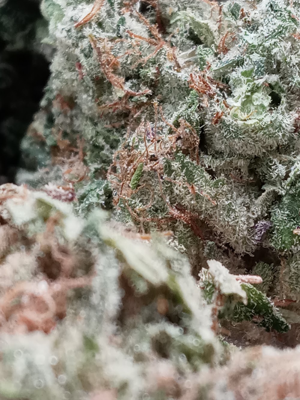 Mary Jane's photo 8