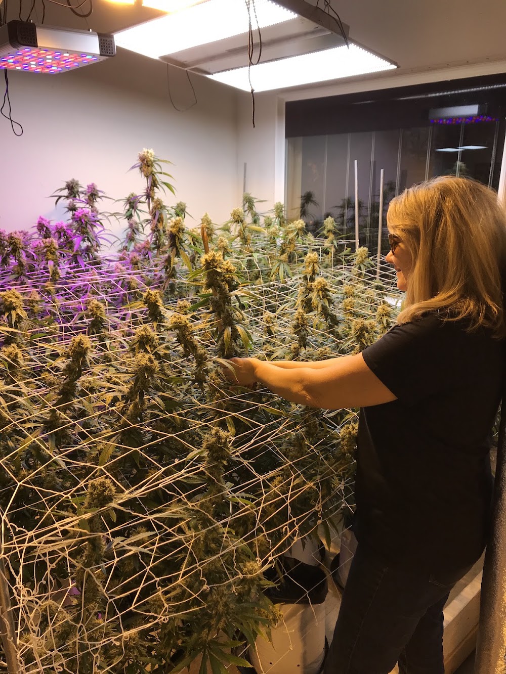Matanuska Cannabis Company photo 4