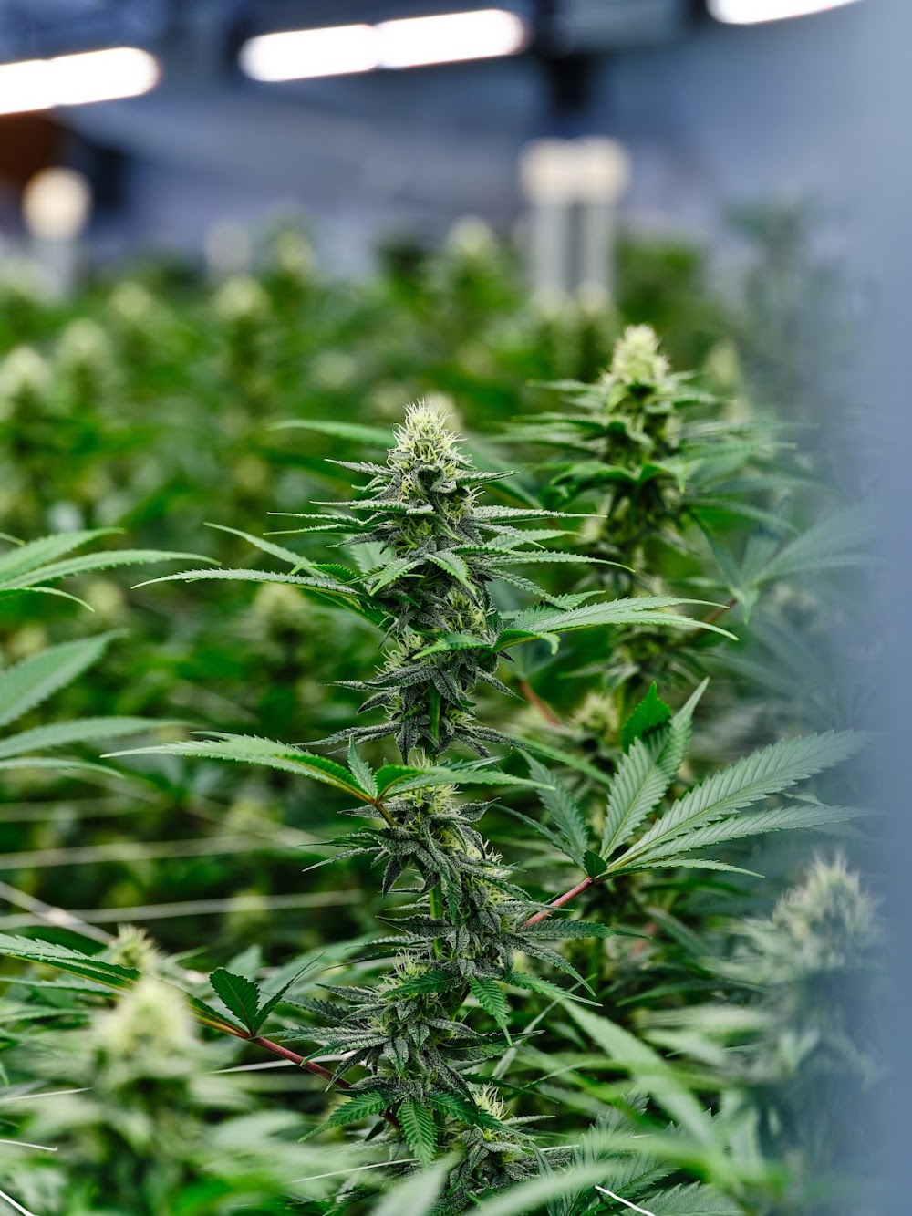Mint Cannabis photo 7