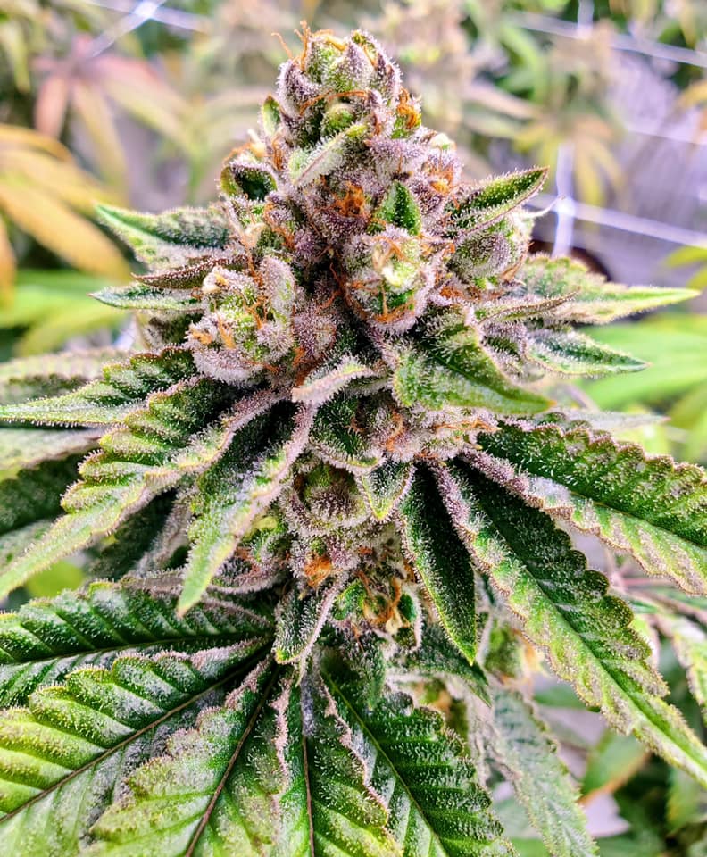Mint Cannabis photo 4
