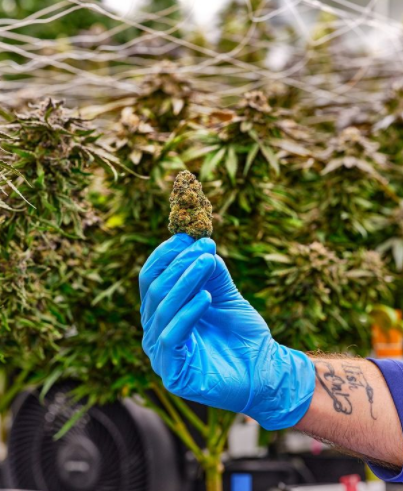 Mint Cannabis photo 7