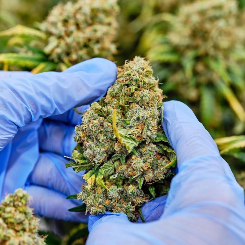 Mint Cannabis photo 8