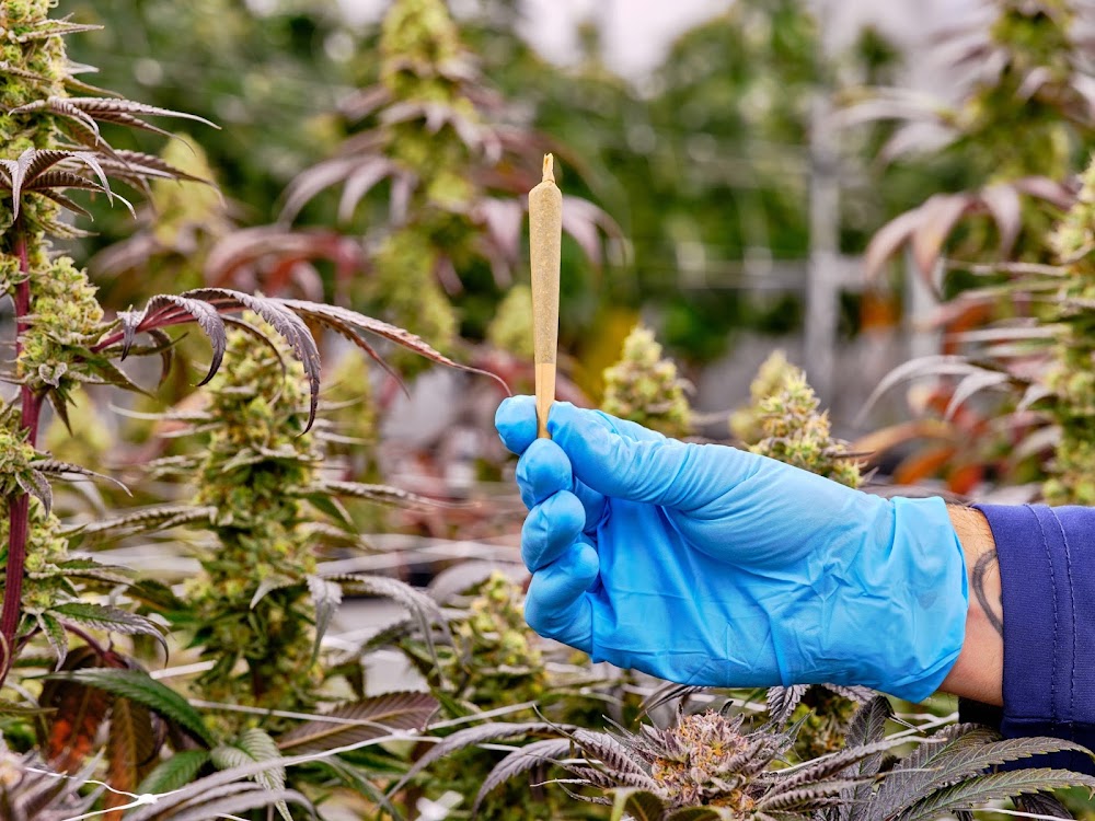 Mint Cannabis photo 8