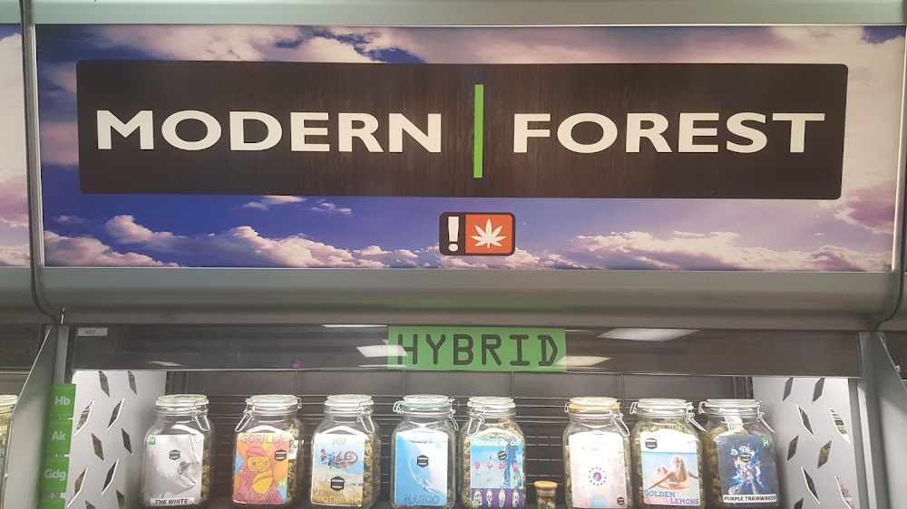 Modern Forest photo 2