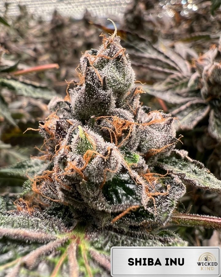 Mount Hood Cannabis Company photo 7