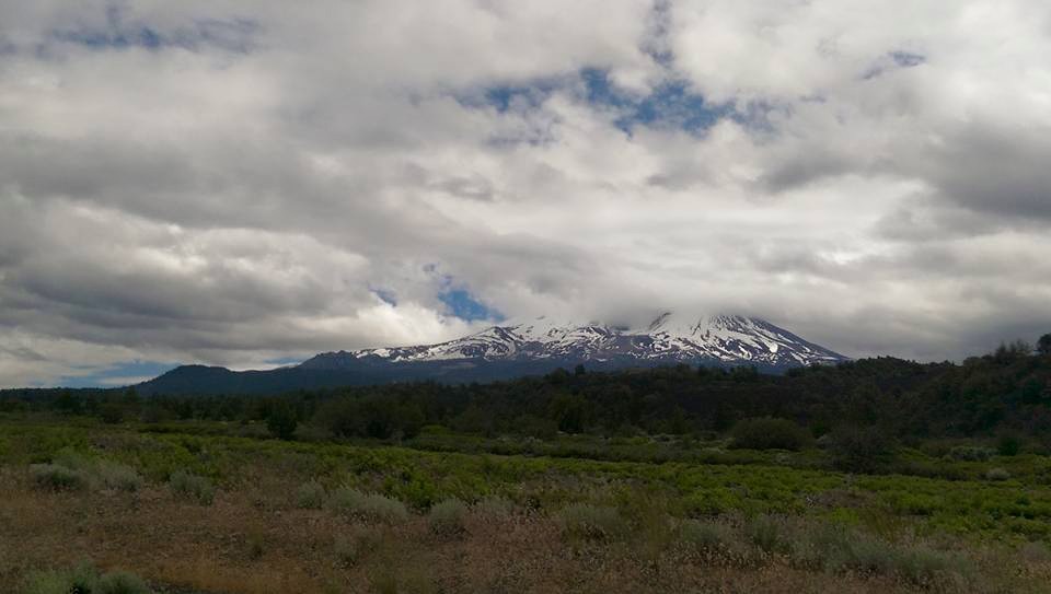 Mount Shasta Patients Collective photo 4
